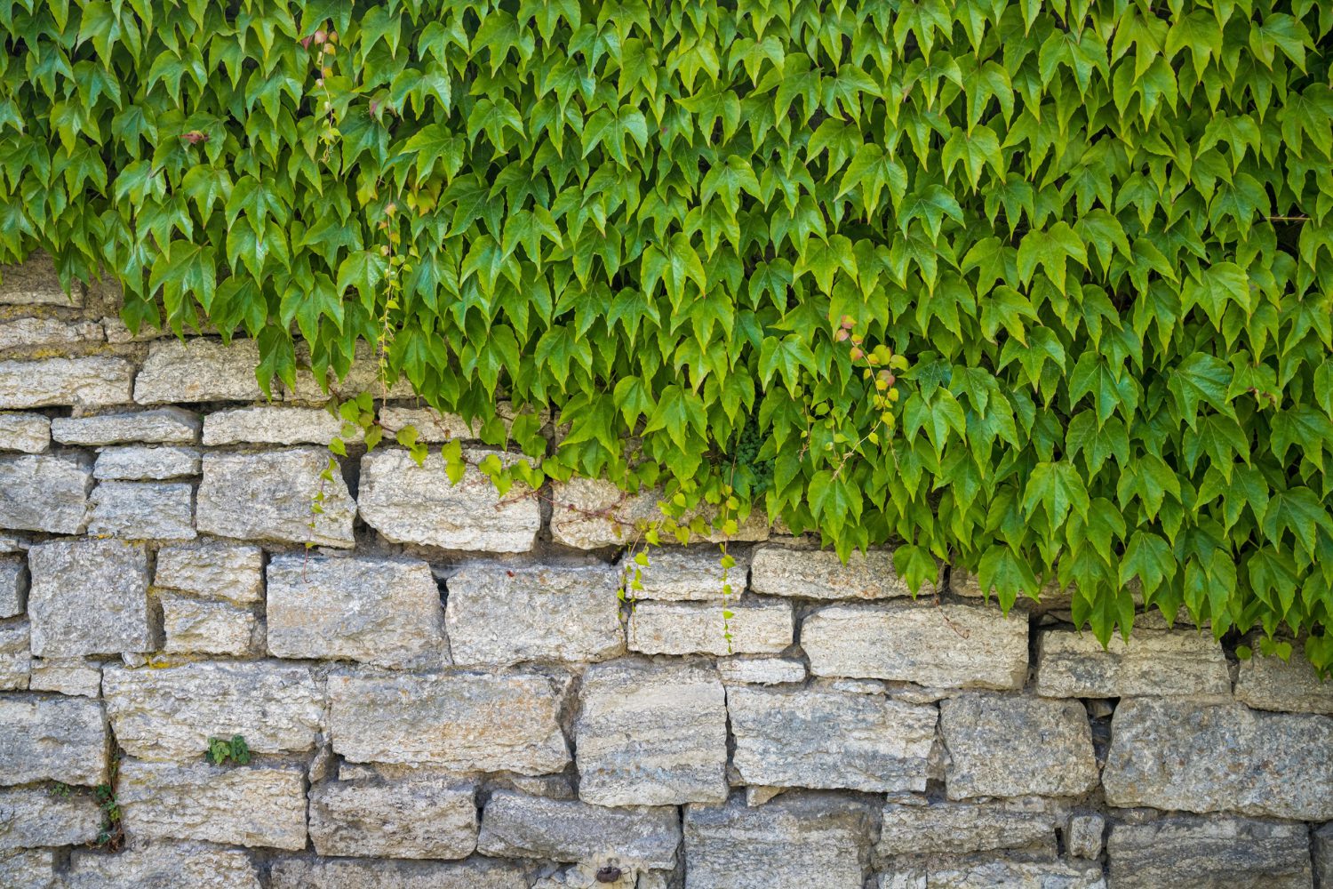 Green leaves covering half of a stone wall diagonally<br />
